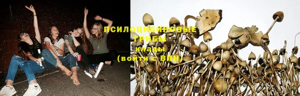 шишки Ельня